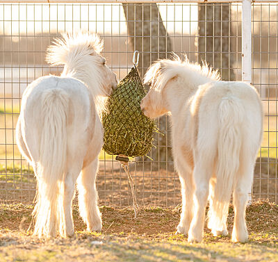 Hay Chix Quarter Bale Net